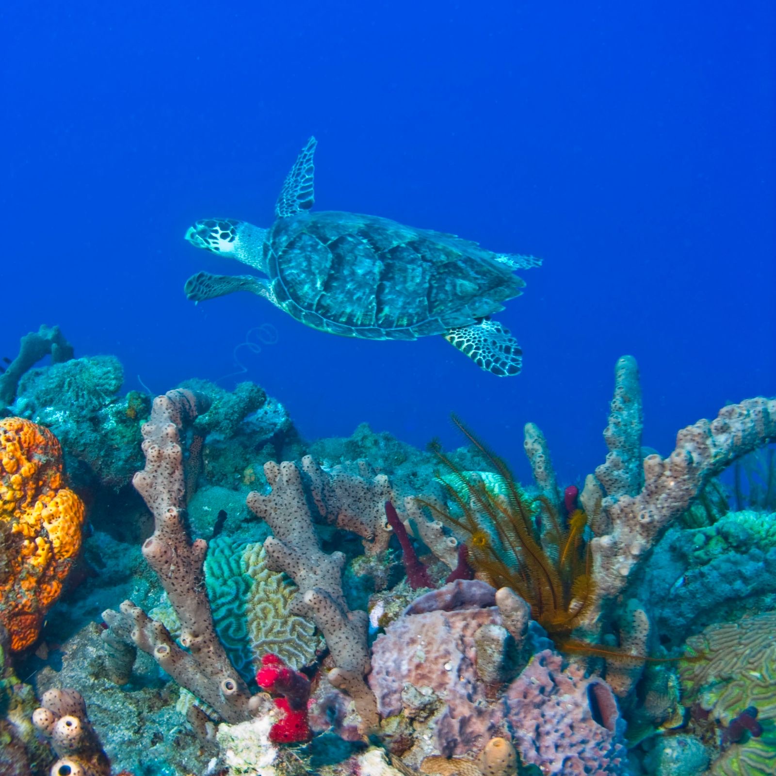 Dive Packages