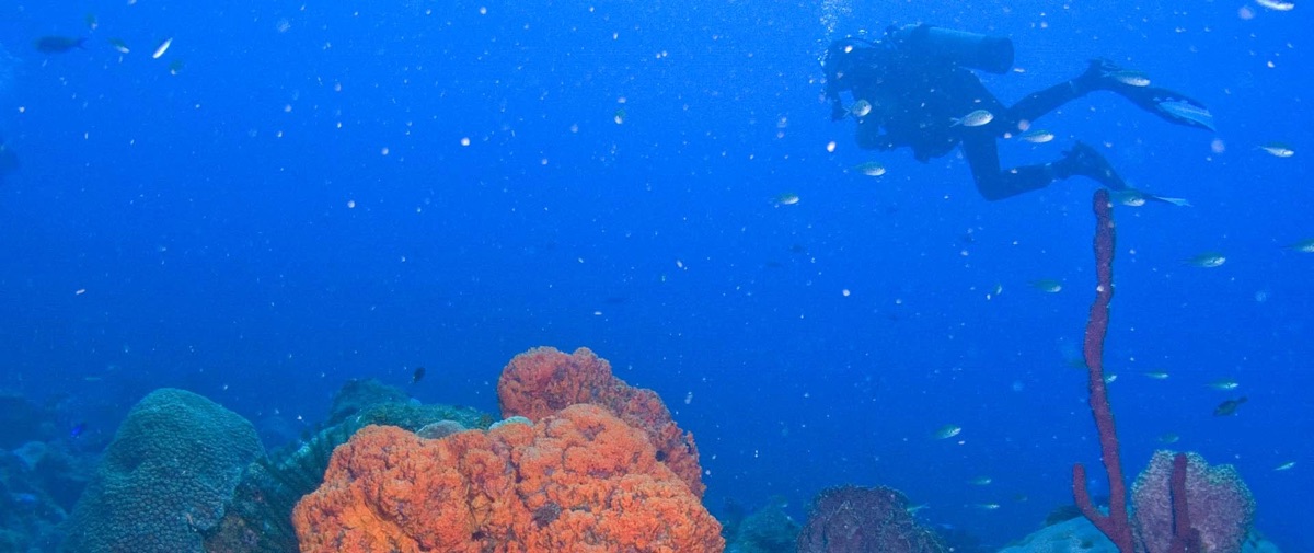 junglebaydominica dive header